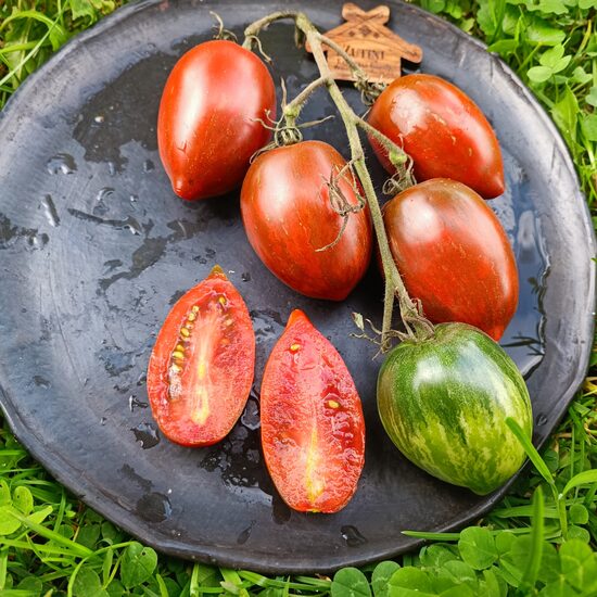 Boars Tooth jeb Kuiļa zobs! (10 tomātu sēklas) 